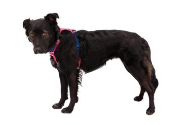 Ruffwear Hi & Light Harness Alpenglow Pink Gr. XXS